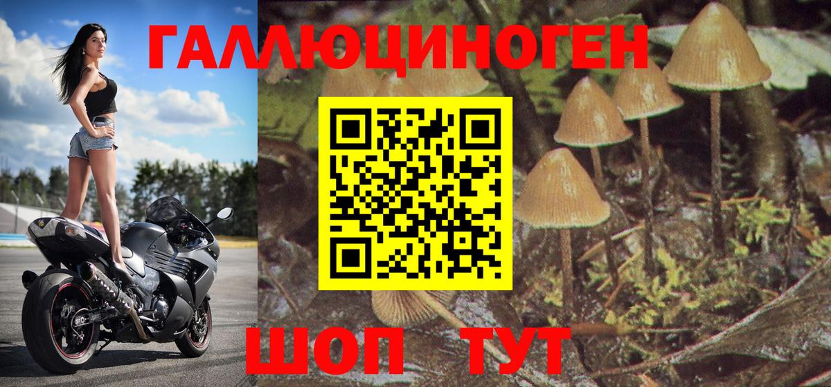 Псилоцибиновые грибы Psilocybe Реутов